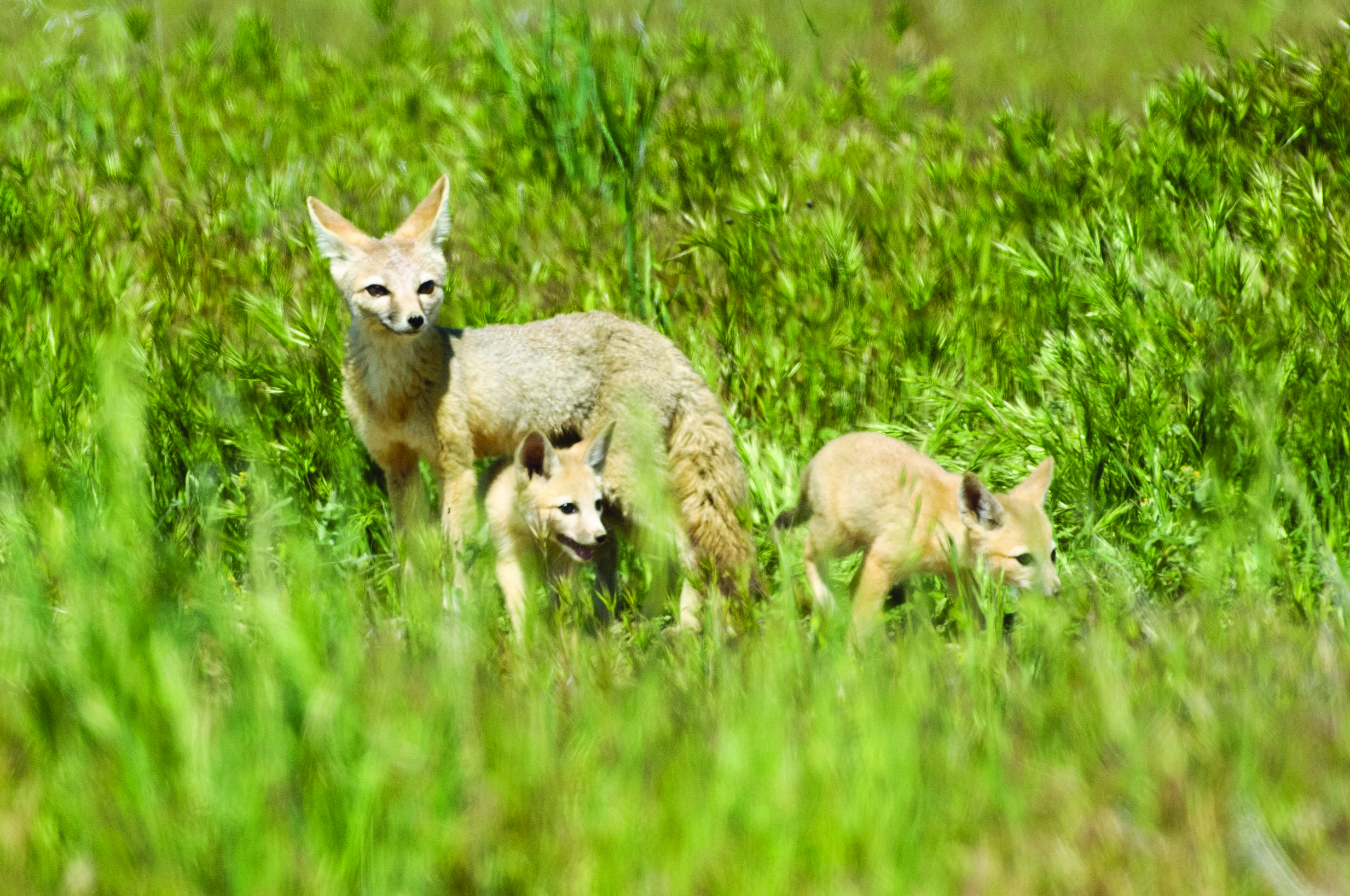 San Joaquin kit fox with kits in grass