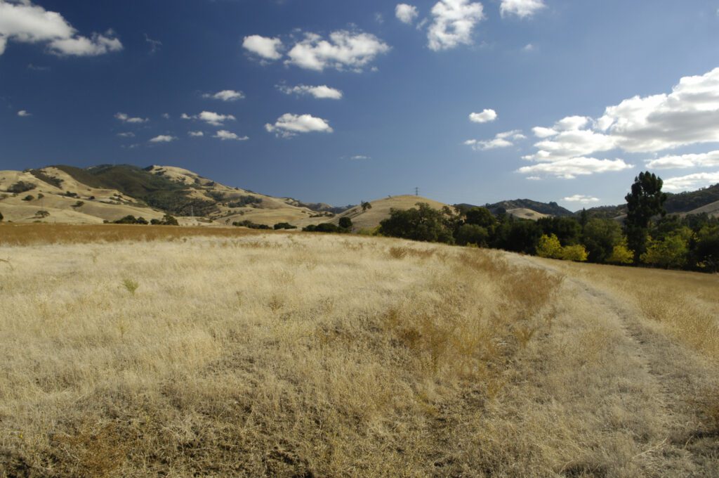 Grassland in Mount Diablo Foothills