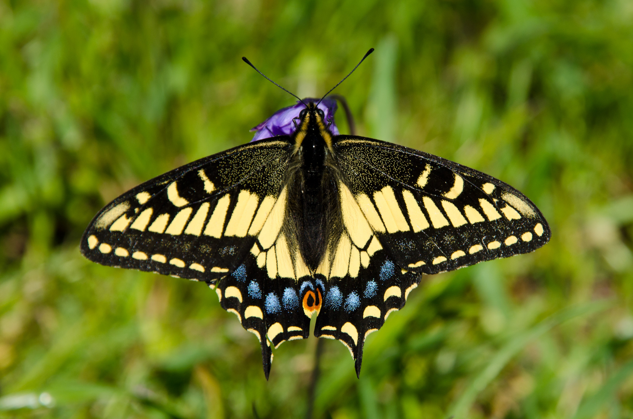 An Anise Swallowtail butterfly on Highland Ridge