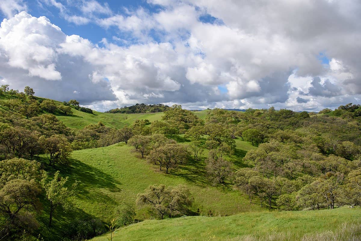 Oaks in spring time on Mount Diablo