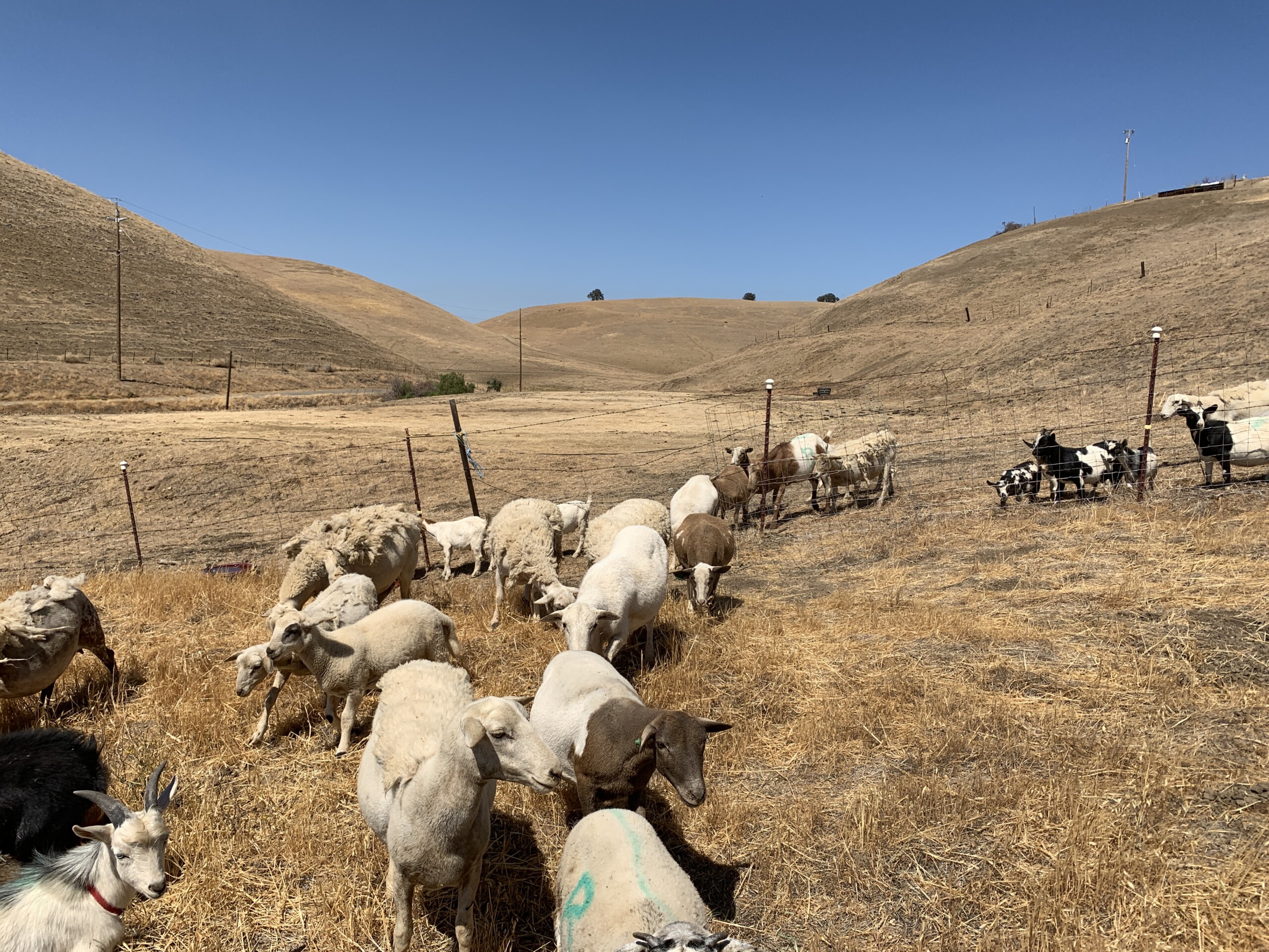 Goats entering an enclosure