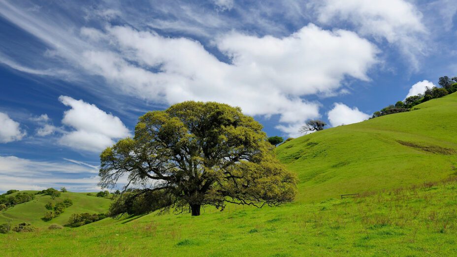 Curry Canyon - Save Mount Diablo March 18, 2016