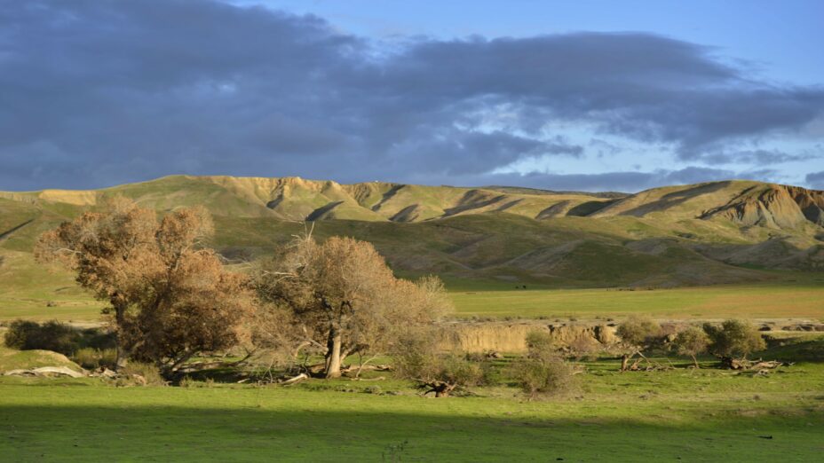 Oaks in Panoche Valley