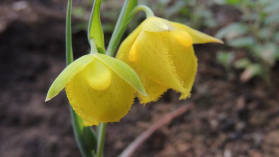 Mt. Diablo fairy lantern (Calochortus pulchellus)