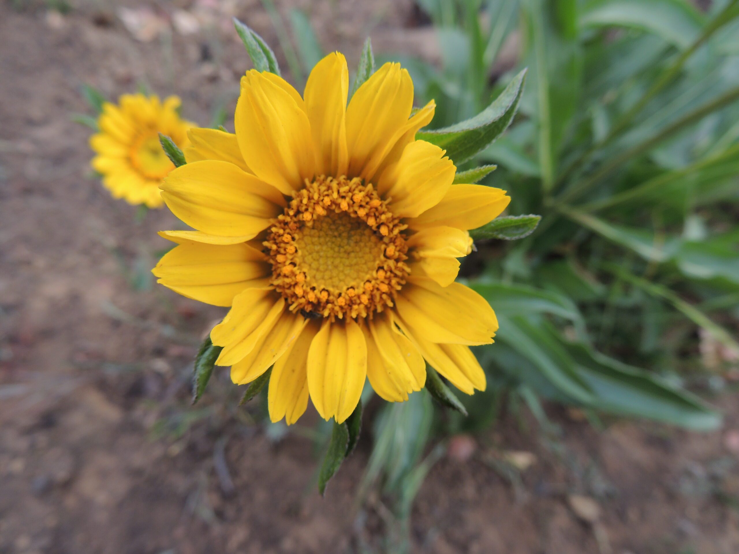 Mt. Diablo sunflower