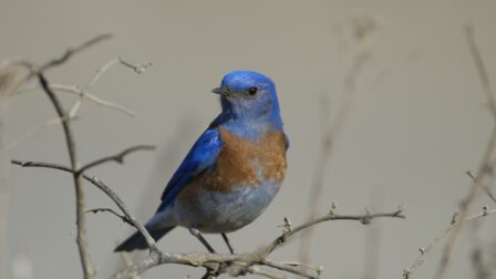 western bluebird