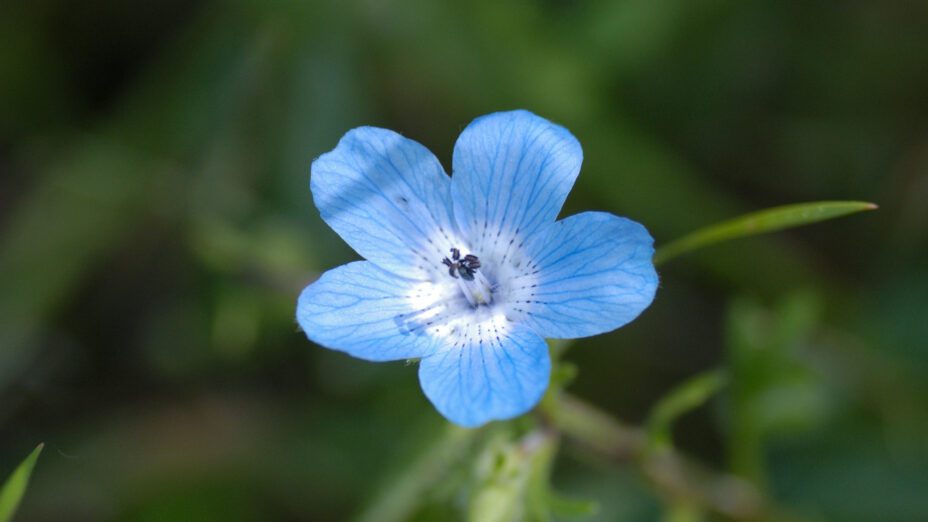 Nemophila menziesii var. menziesii baby blue eyes