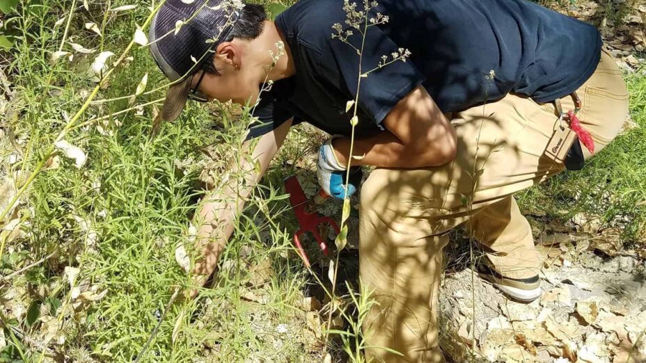Diablo Restoration Team member pulling out weeds at Save Mount Diablo's Marsh Creek 1 and 7