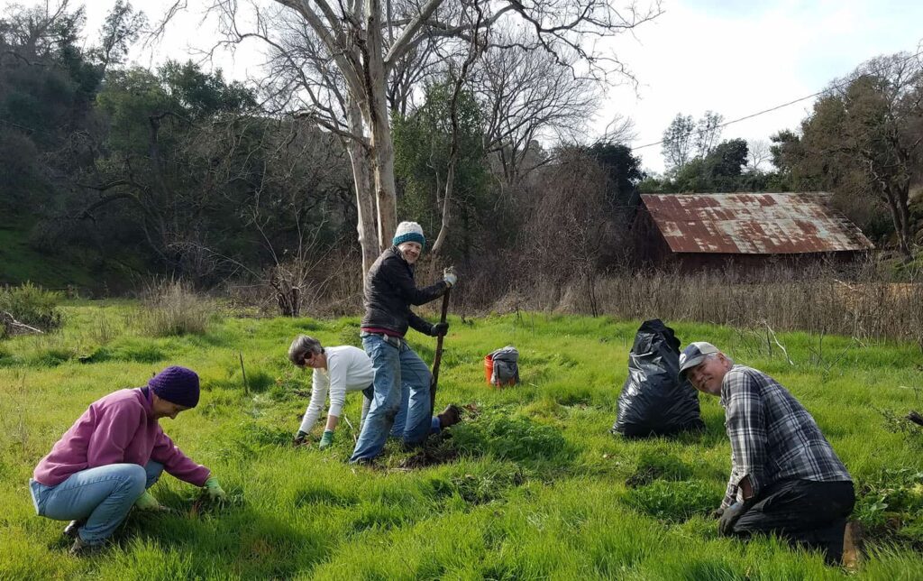 Diablo Restoration Team volunteers pulling out weeds at Marsh Creek 4
