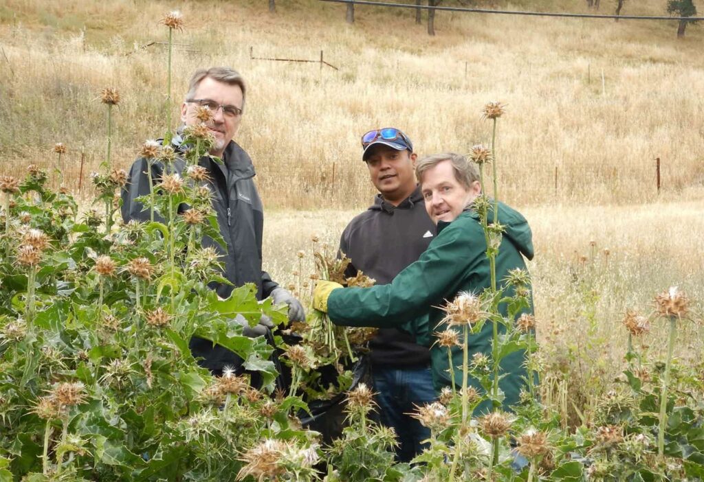 volunteers removing invasive milk thistle at Big Bend property