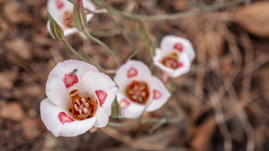 Butterfly Mariposa Lily