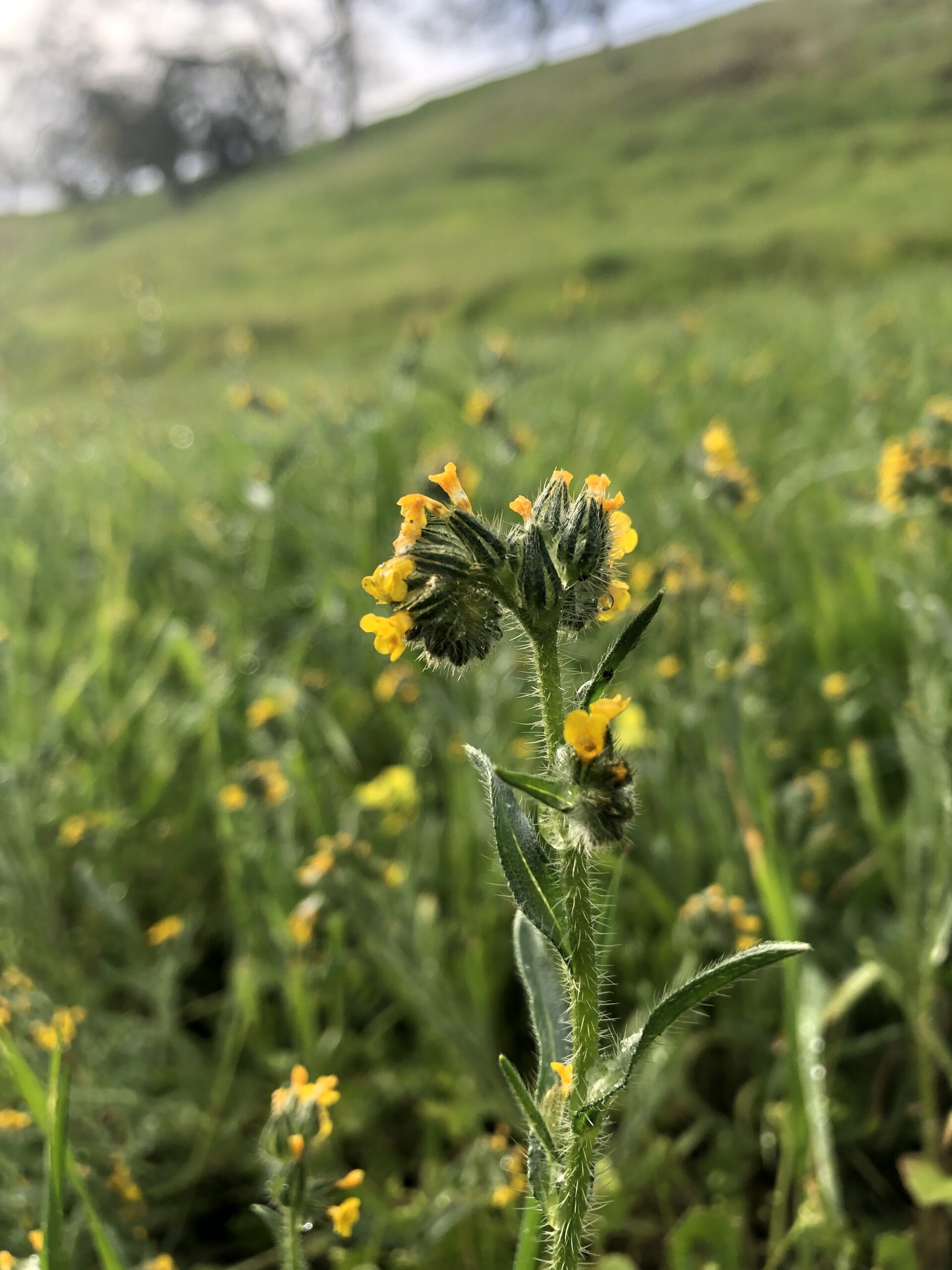 fiddleneck