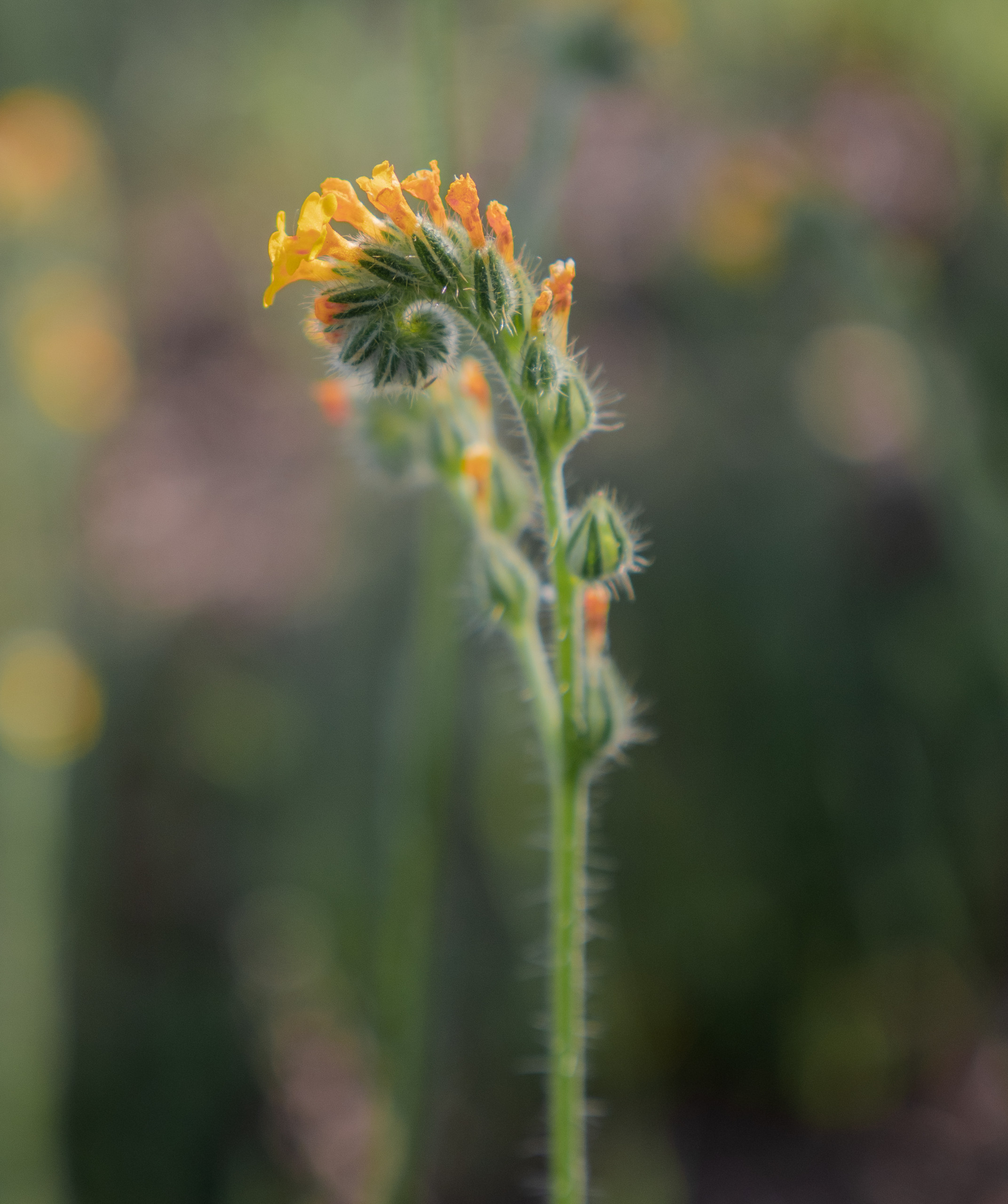 Fiddleneck