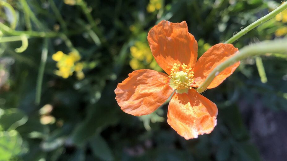 50 Rare, Endemic, or Unusual Plant and Wildlife Species of the Diablo ...