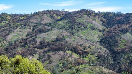 Henry Coe State Park