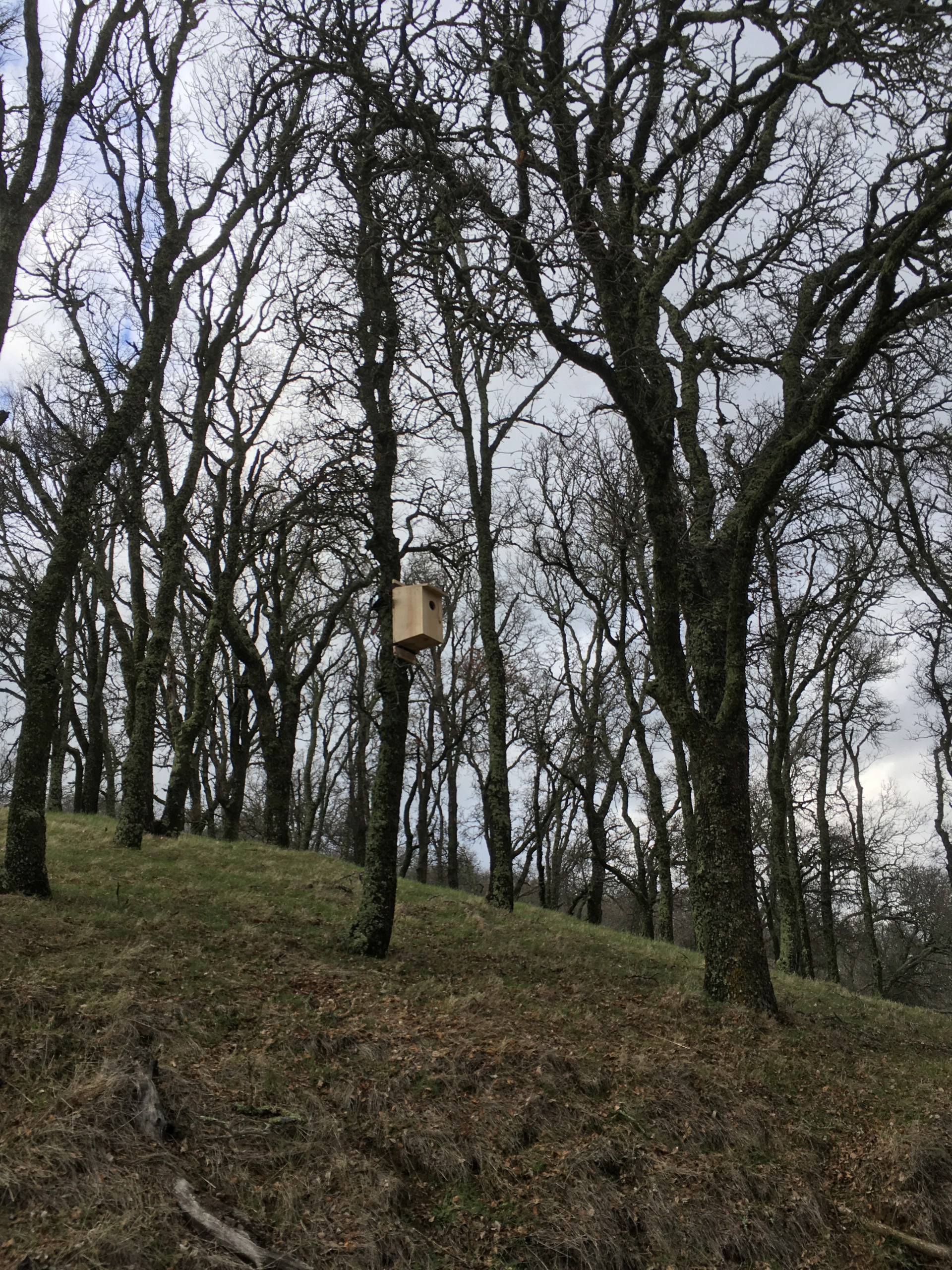 Kestrel Box at Smith Canyon