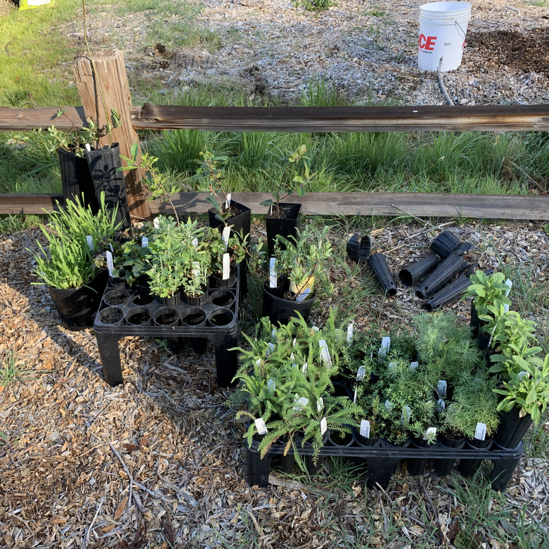 Plantings ready for a new home