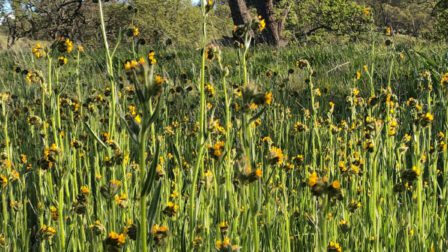 fiddleneck on mount diablo