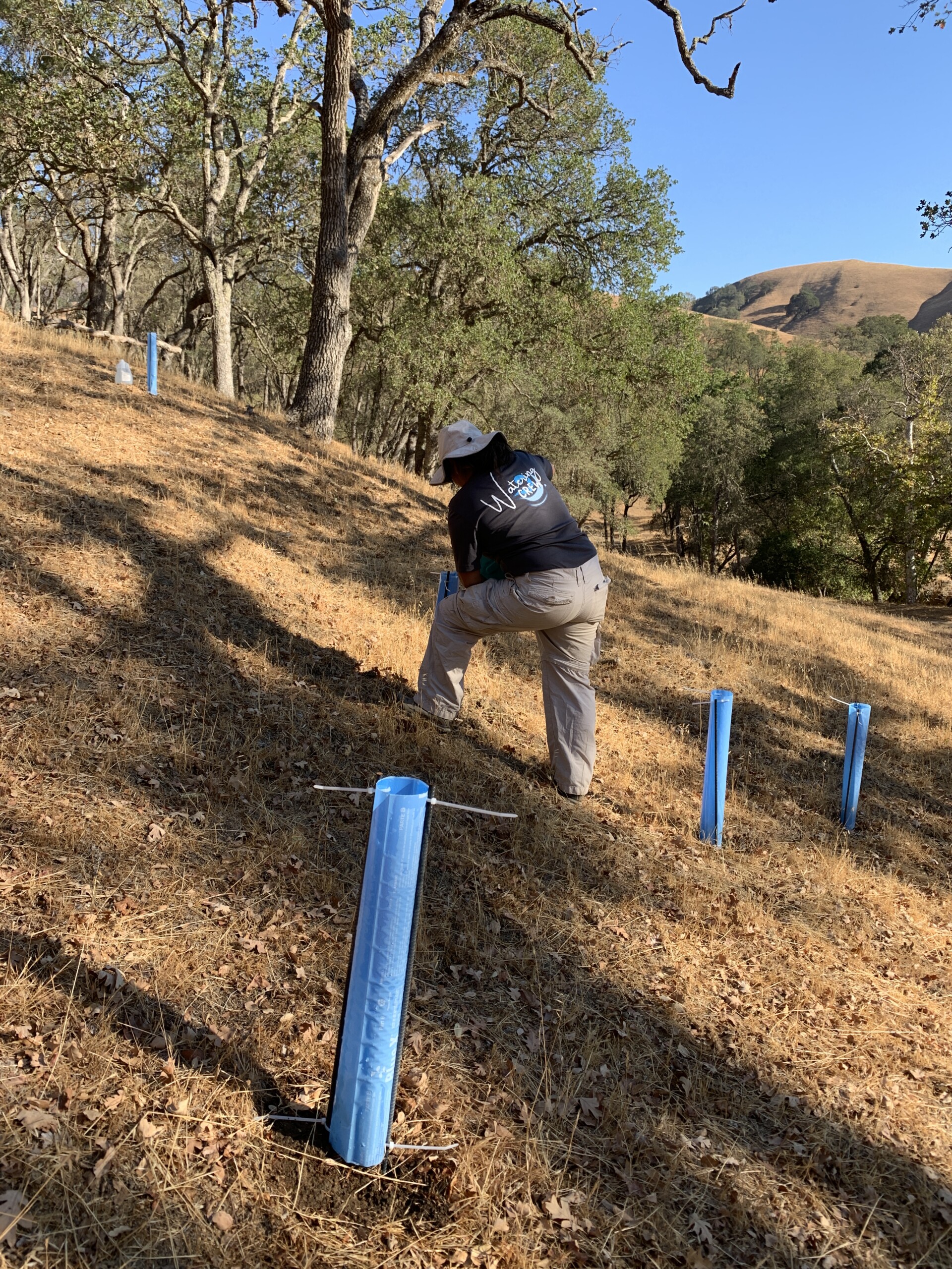 Installing tree tubes