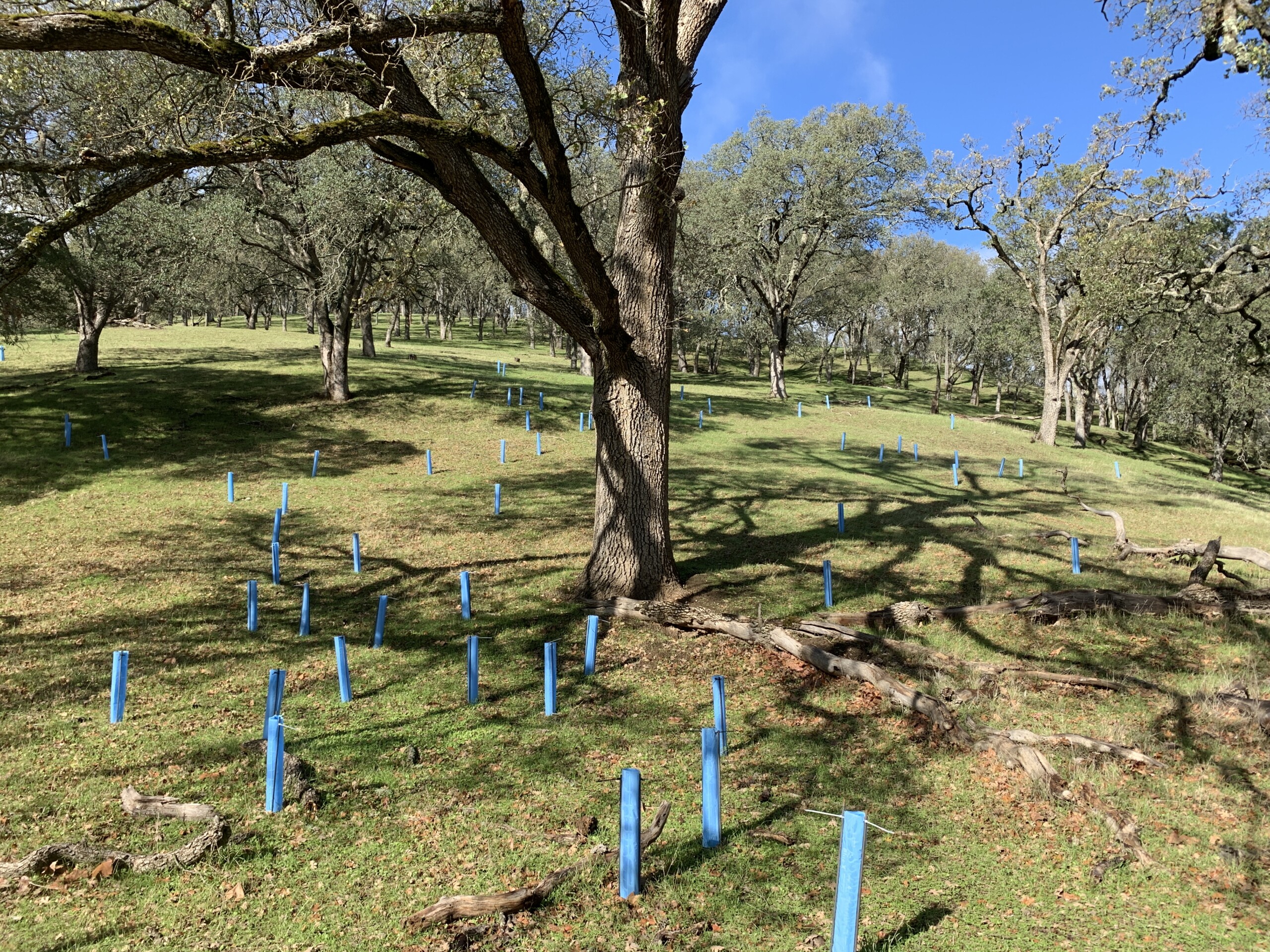 Hillside dotted with tree tubes