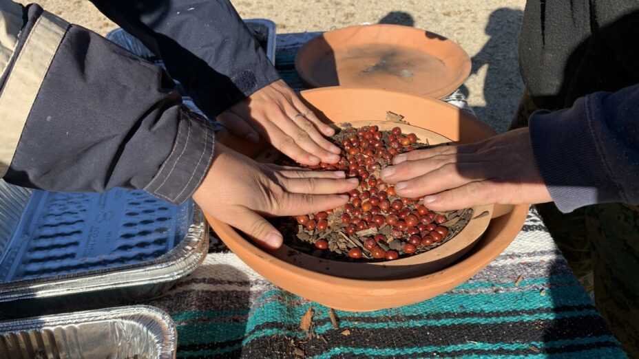 Three hands hovering over clay pot with Contra Costa manzanita seeds