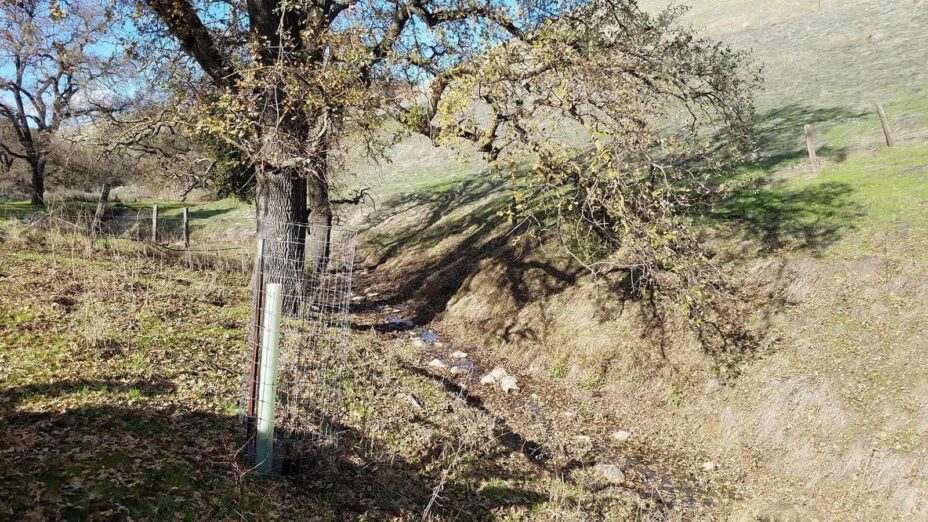 an ancient oak and an oak seedling at the Ang property