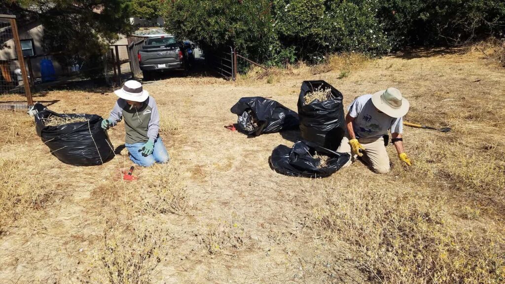 Two Save Mount Diablo IPM volunteers bagging up yellow star thistle at Lot 25