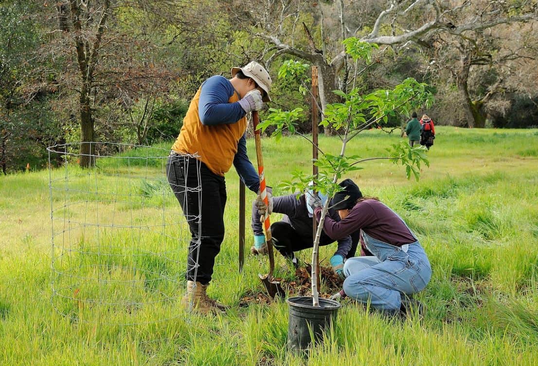 Planting natives at Save Mount Diablo's Big Bend property on in the Marsh Creek watershed, Clayton.