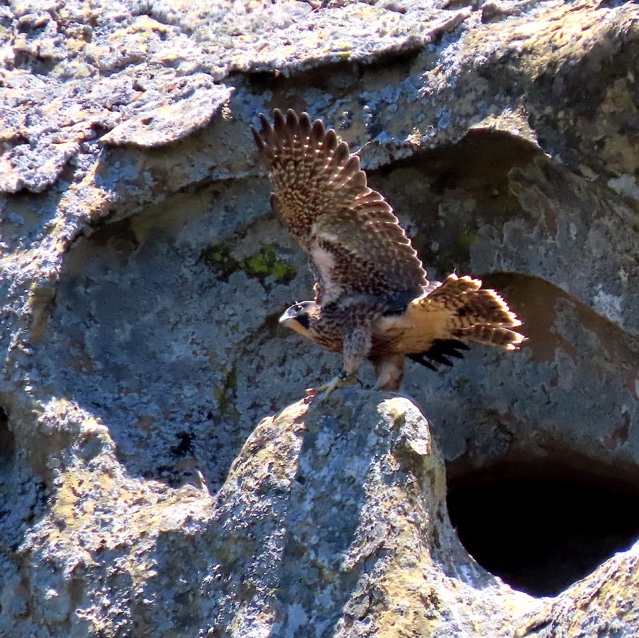 Peregrine fledgling learning to fly