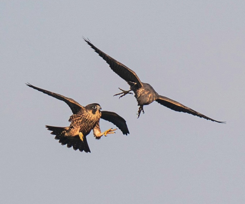 Peregrine fledglings in flight, practicing mid-air prey exchange