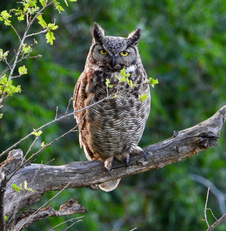 Great horned owl sitting on tree branch
