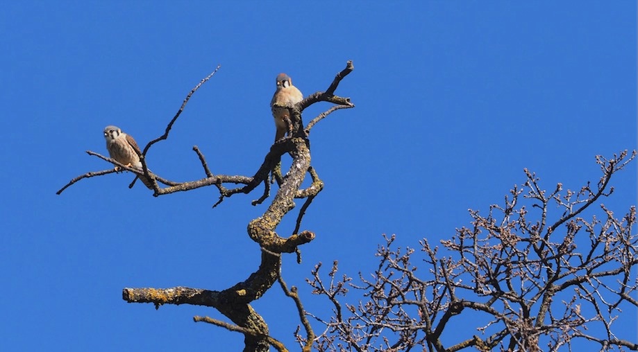 American kestrels perching on tree