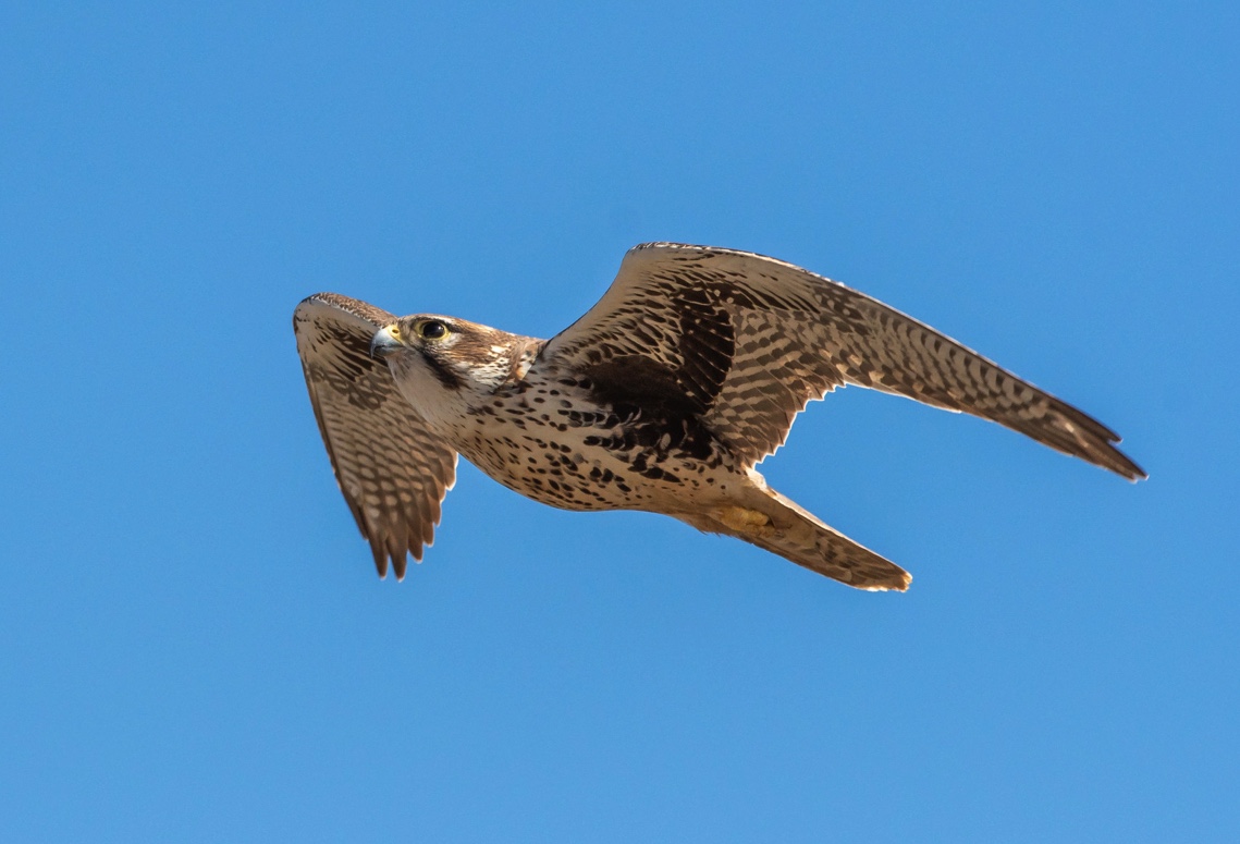 Prairie falcon flying