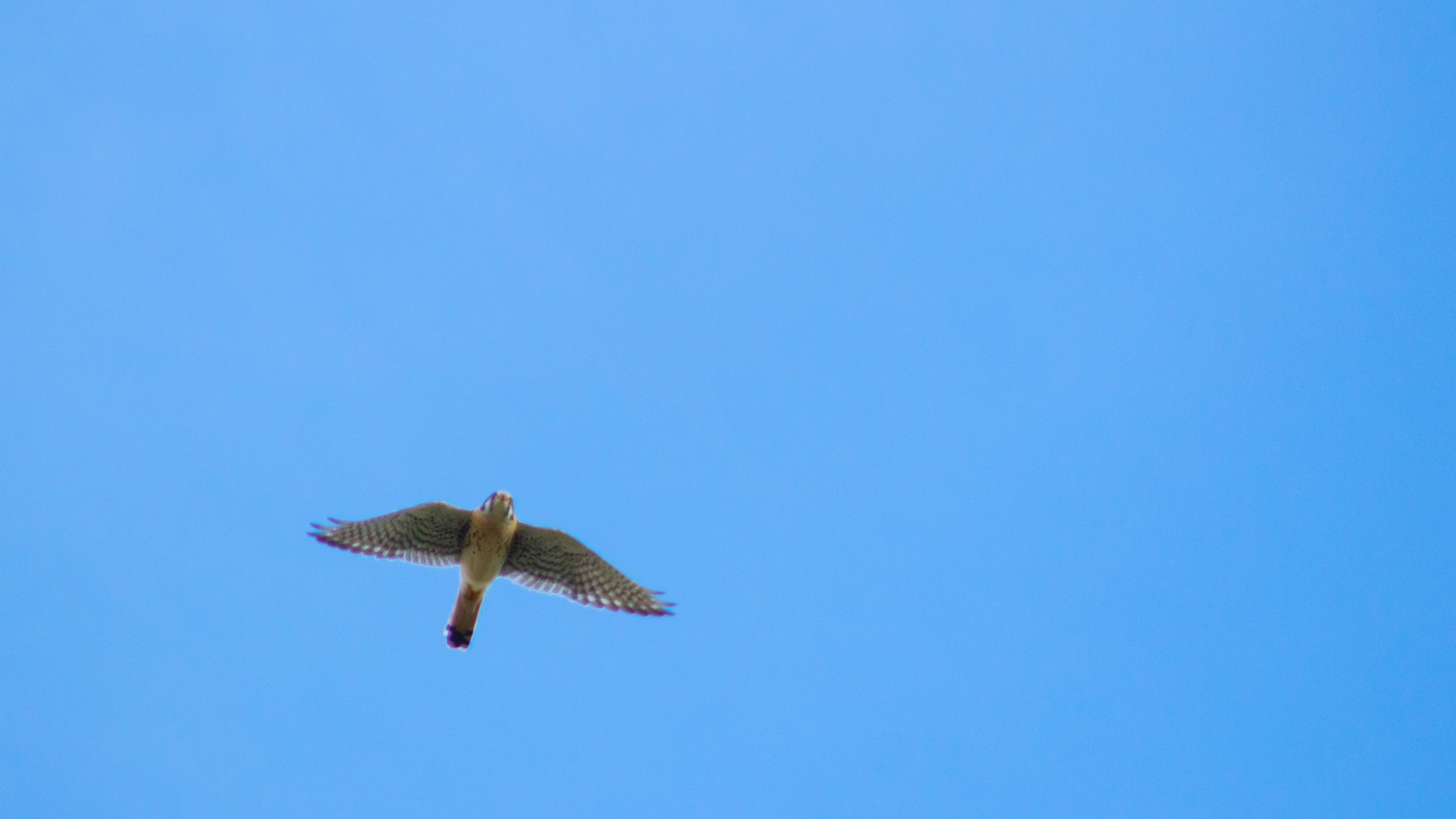 A kestrel taking off in flight