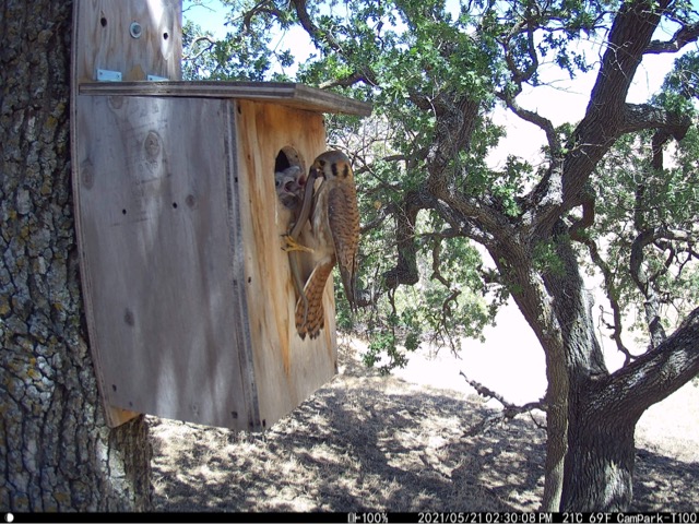 Female kestrel feeding chicks at nest box