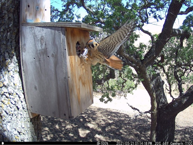 Kestrel feeds chick at nest box