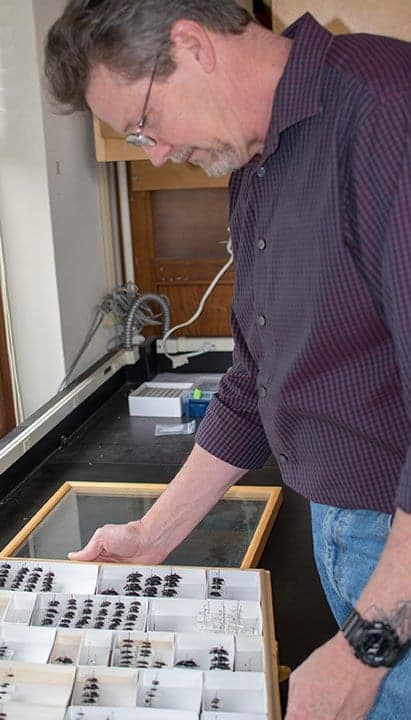 Kip Will examining specimens in his lab