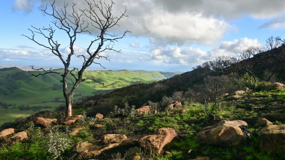 Chaparral Burn at Morgan Territory