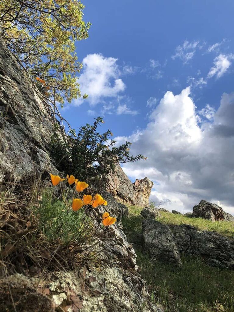 Mount Diablo State Park in March 2020