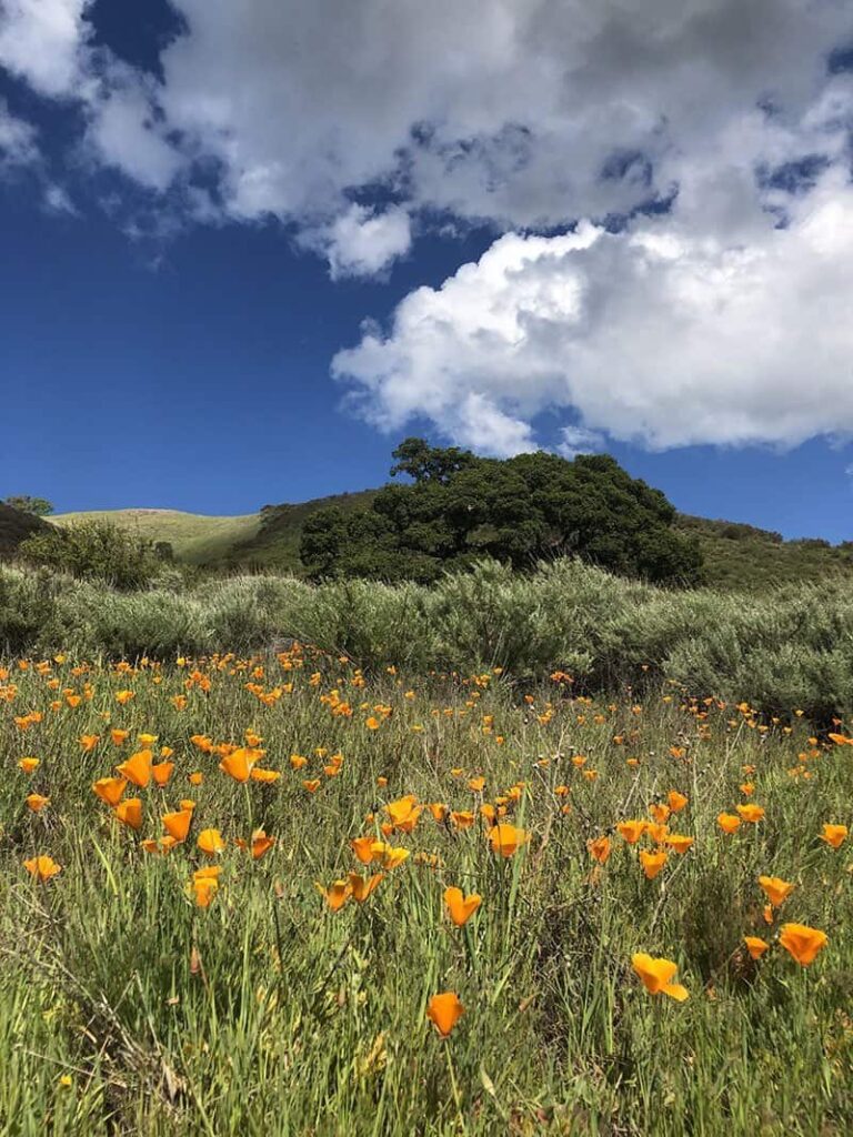 poppies at Mount Diablo State Park