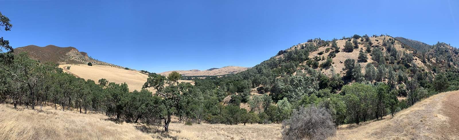 Mount Diablo oaks and pines