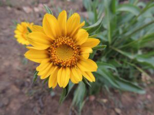 Macro shot of a Mt. Diablo sunflower