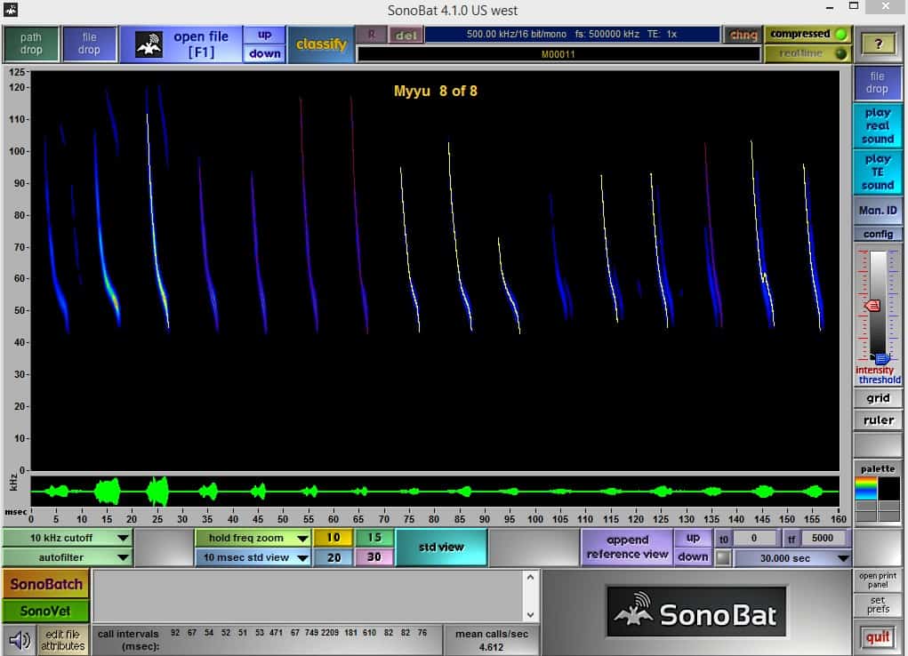 Screenshot of a bat echolocation audio file