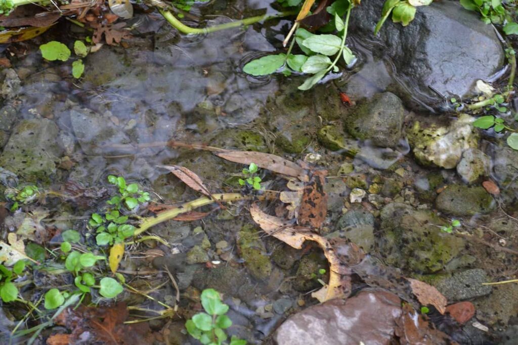 New Zealand mud snails in creek water