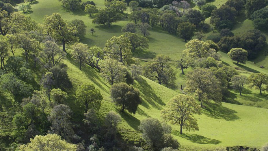 oak woodlands at black diamond mines