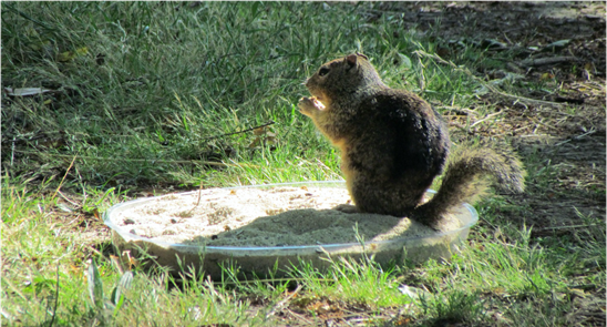 Ground Squirrel in the diablo region