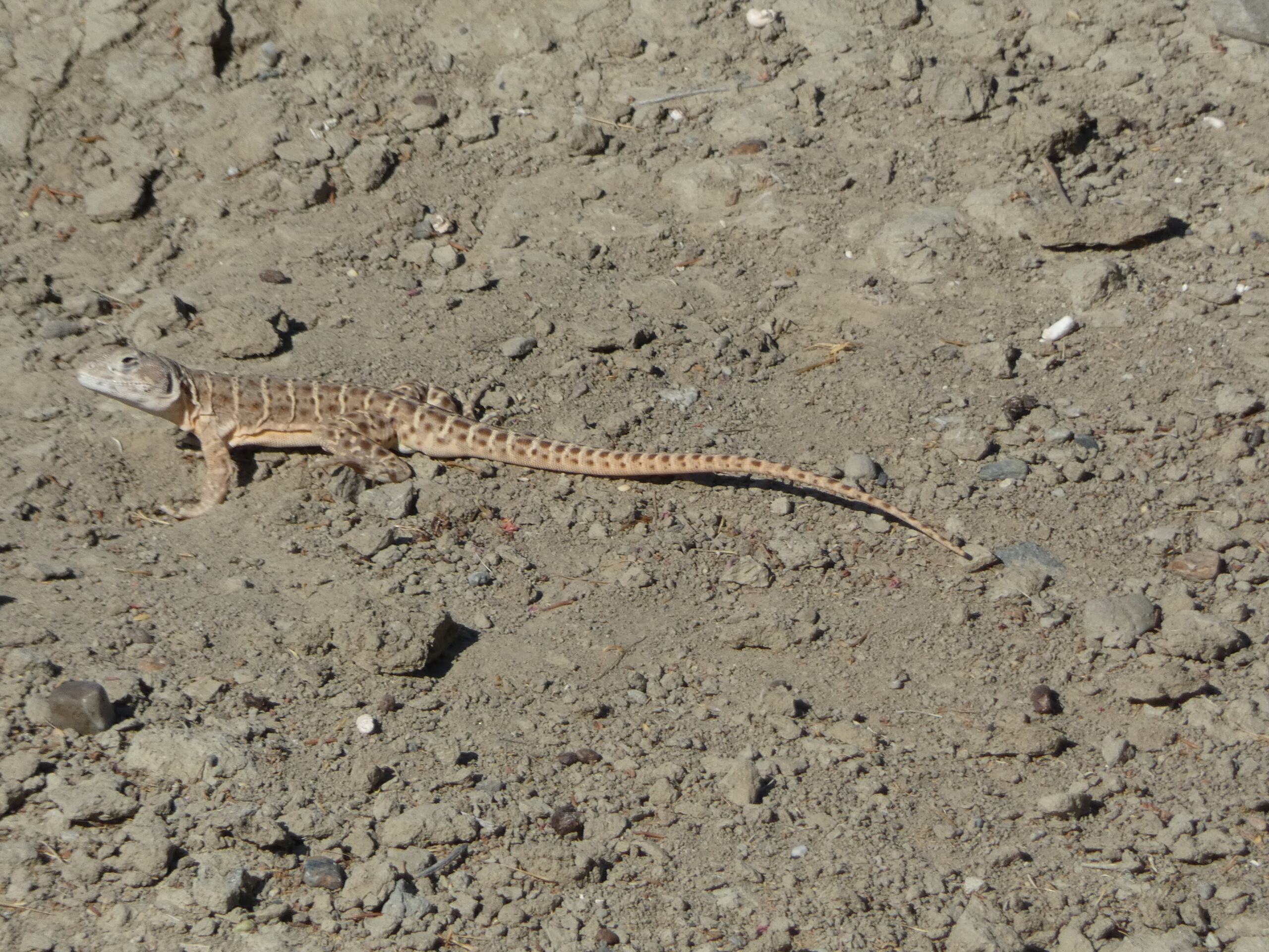 A blunt-nosed lizard basking in the sun