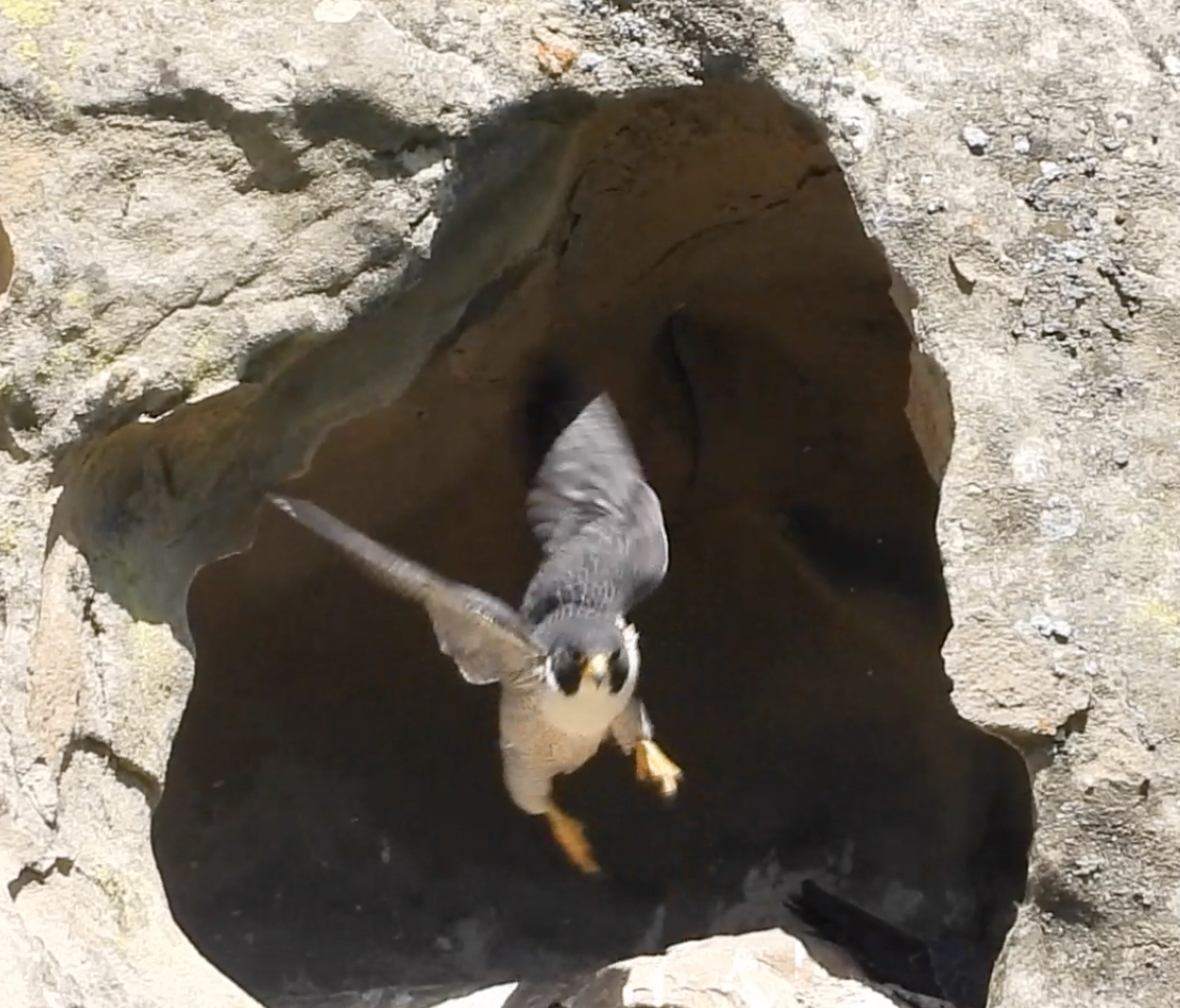 Birds of prey, masters of the skies