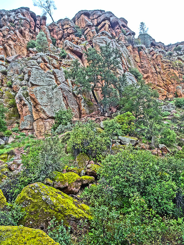 Orange rocks with bright lichen and trees at Pinnacles National Park