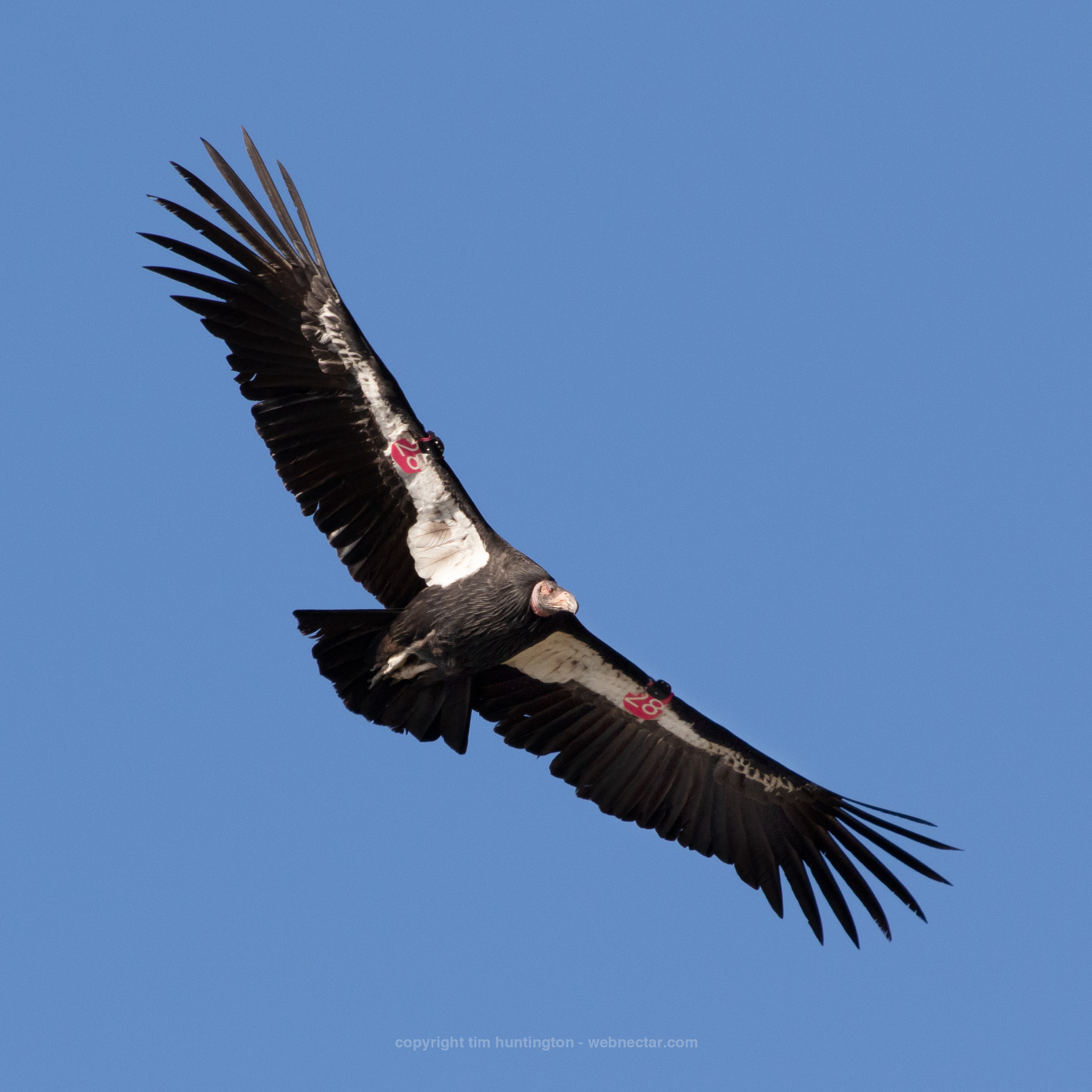 Condor 828 soaring